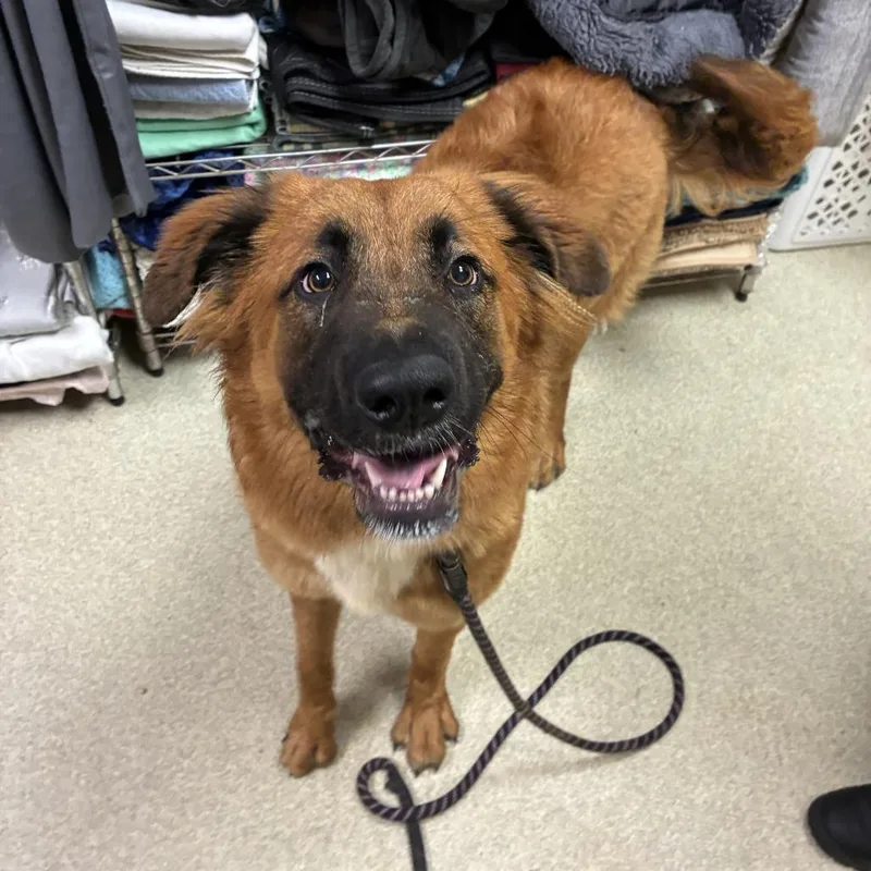 A young large-sized female Brown / Chocolate Saint Bernard dog named Topanga for adoption in Windsor, VA