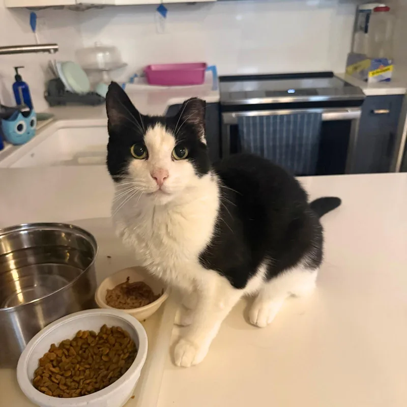An adult medium-sized male Black & White / Tuxedo Domestic Short Hair cat named Little Bunny for adoption in Brooklyn, NY