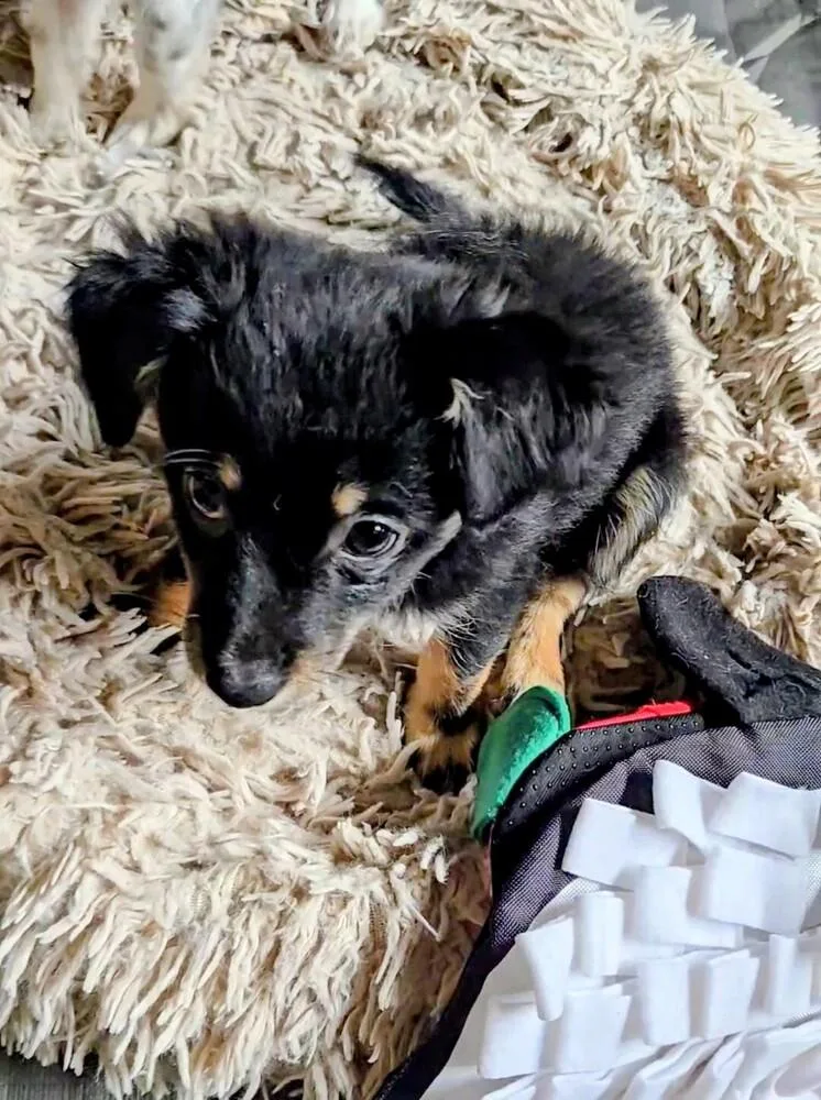A baby small-sized male Pomeranian dog named Zigmo for adoption in Evergreen, CO