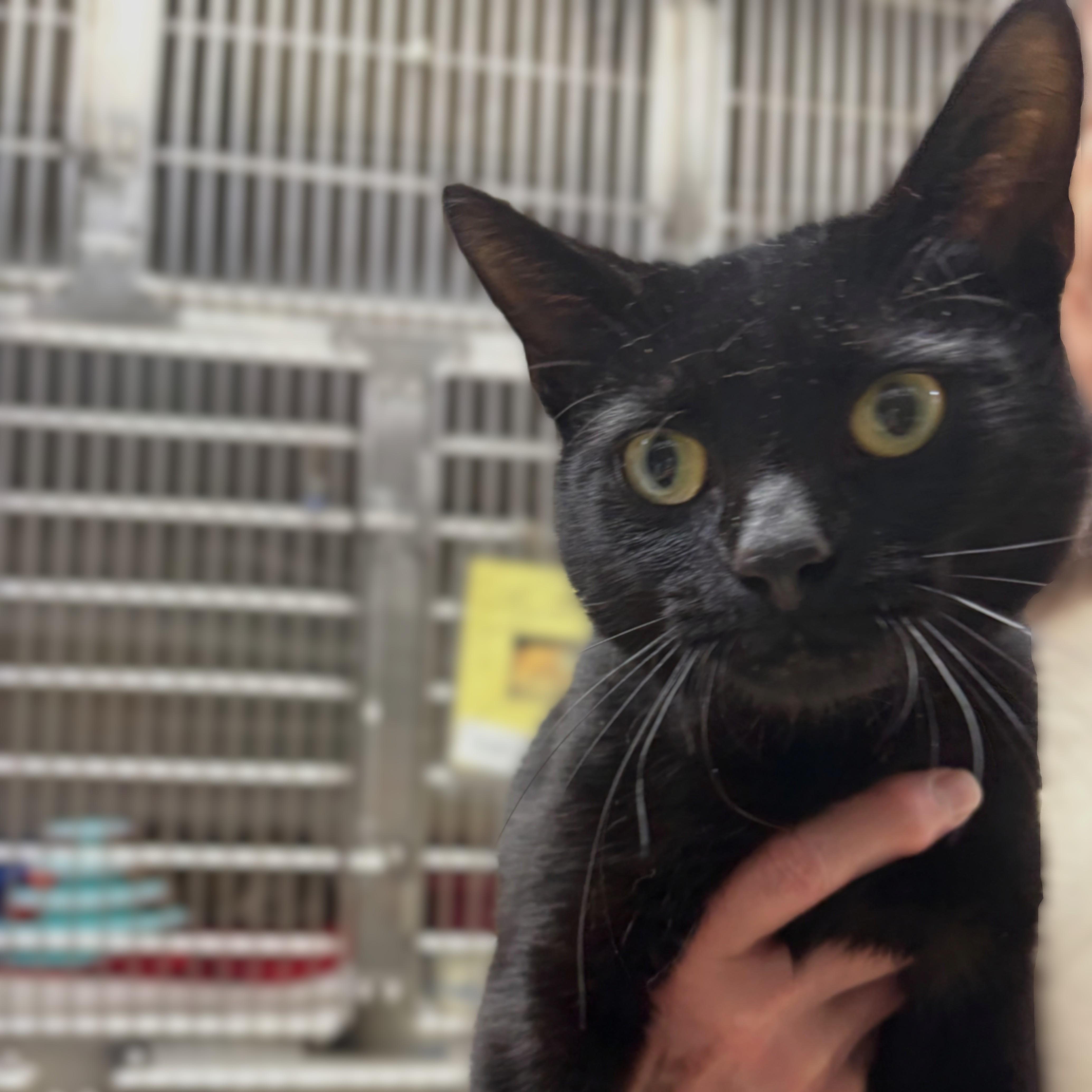 A young medium-sized male Black Domestic Short Hair cat named Giovani for adoption in Columbia, MD
