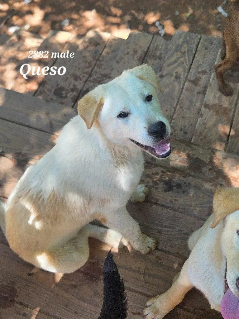 A baby large-sized male Retriever dog named Queso for adoption in Bloomfield, CT