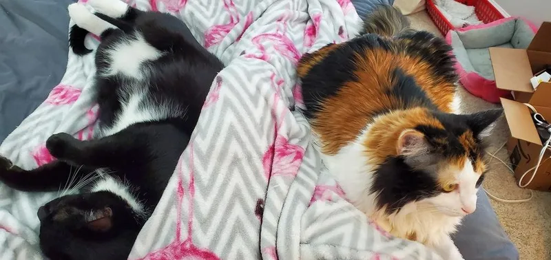 Ellie May Kelli thumbnail 2