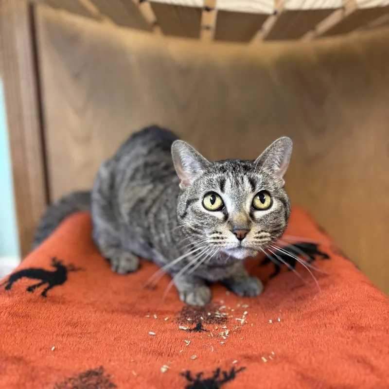 An adult medium-sized female Brown / Chocolate Domestic Short Hair cat named Gabbi for adoption in Fargo, ND