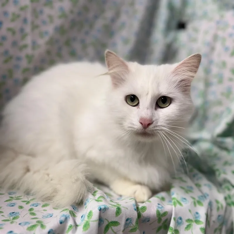 An adult medium-sized female White Turkish Angora cat named Narnia for adoption in Mount Vernon, IL