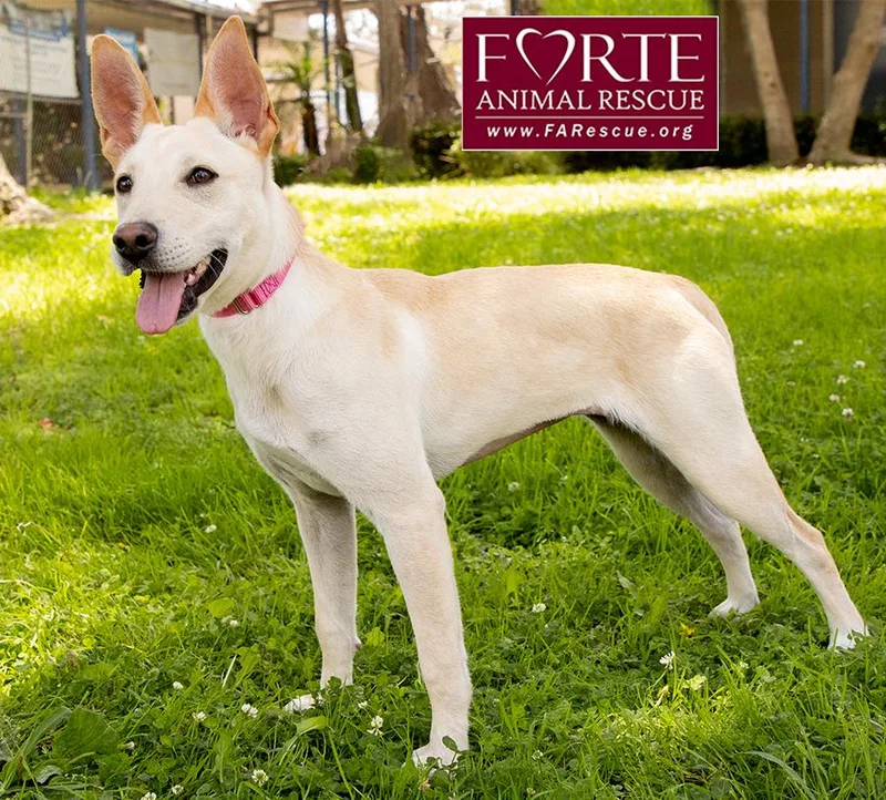 A young medium-sized female White / Cream Pharaoh Hound dog named Belle for adoption in Marina Del Rey, CA