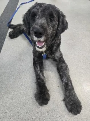 An adult large-sized male Standard Poodle dog named Fluffadoodle for adoption in Roseville, CA