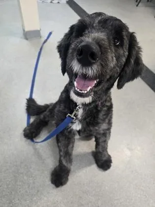 Fluffadoodle thumbnail 3