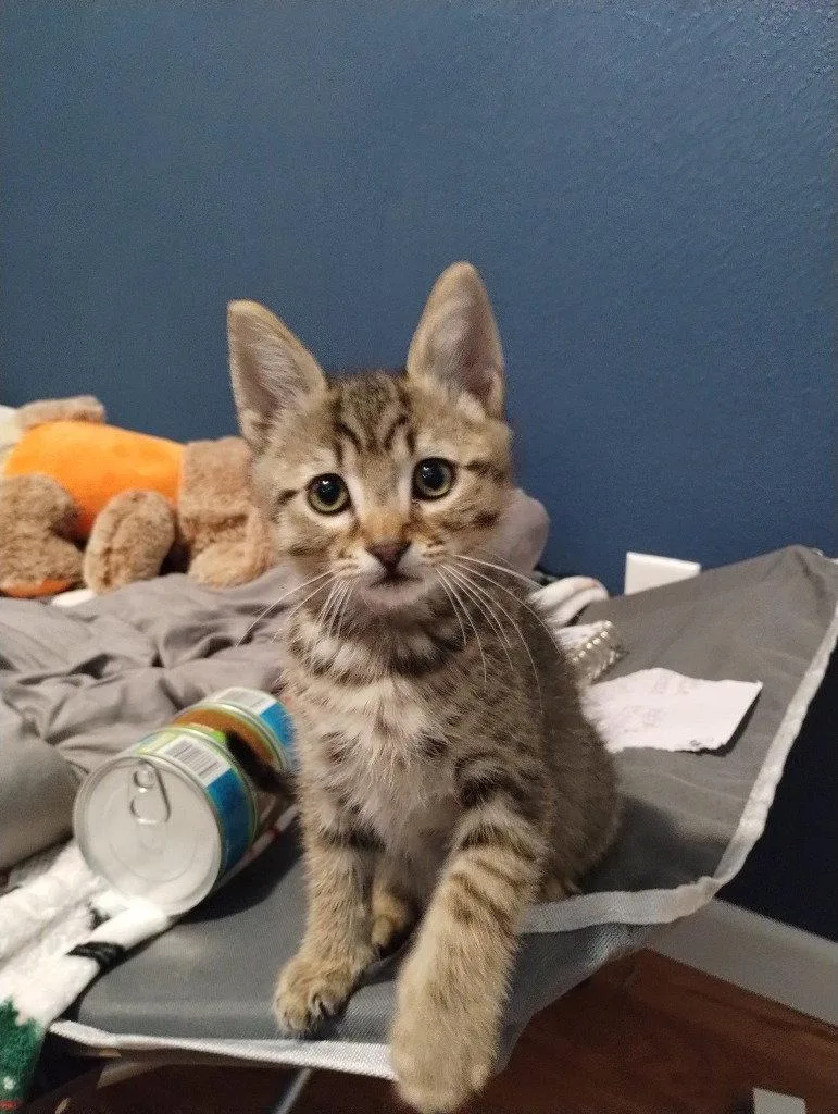 A baby medium-sized male Domestic Short Hair cat named Duffy for adoption in Battle Ground, WA