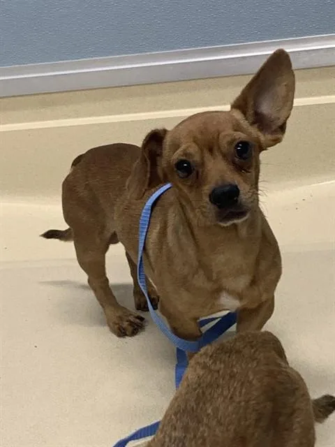An adult small-sized male Chihuahua dog named Button for adoption in Tucson, AZ
