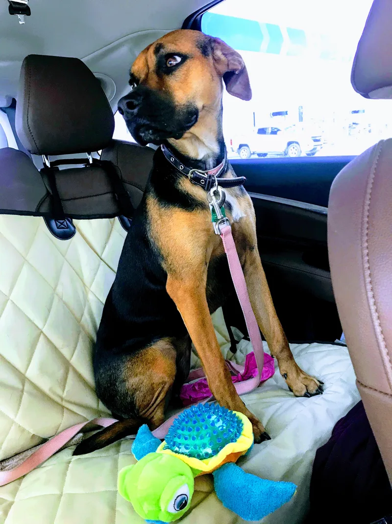 Lily Belle thumbnail 2