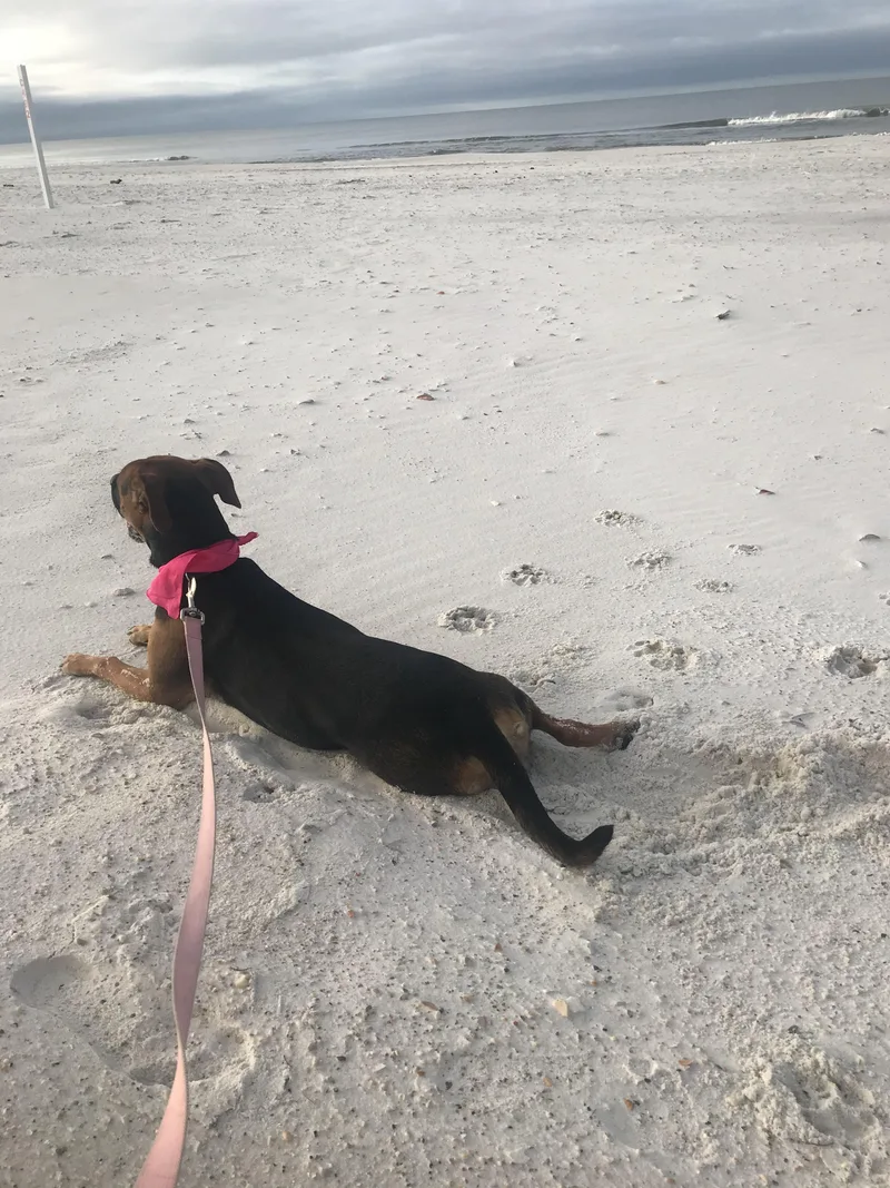 Lily Belle thumbnail 4