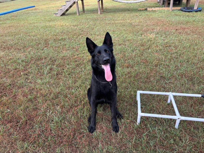 An adult large-sized female German Shepherd Dog dog named Diva for adoption in Williston, FL