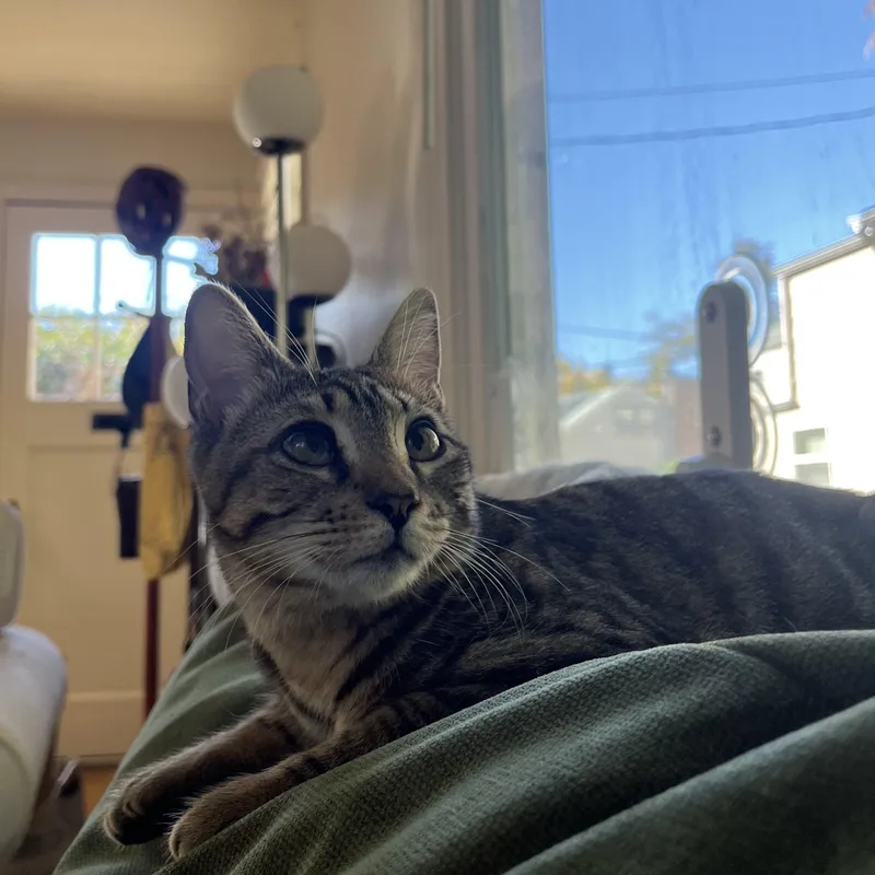 Snuffleupagus thumbnail 2