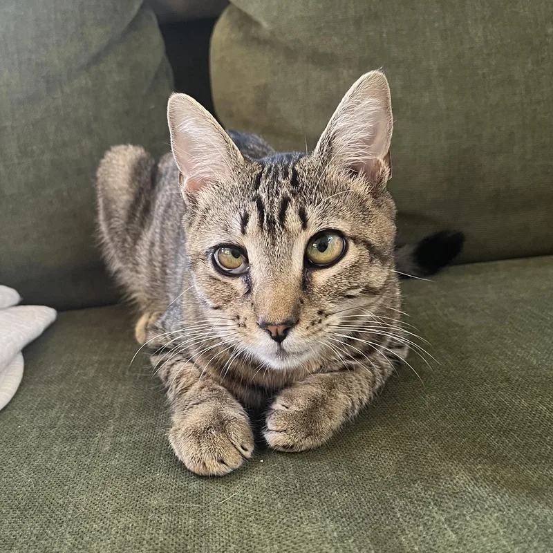 Snuffleupagus thumbnail 3