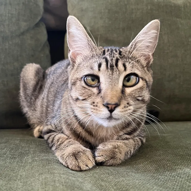 Snuffleupagus thumbnail 4