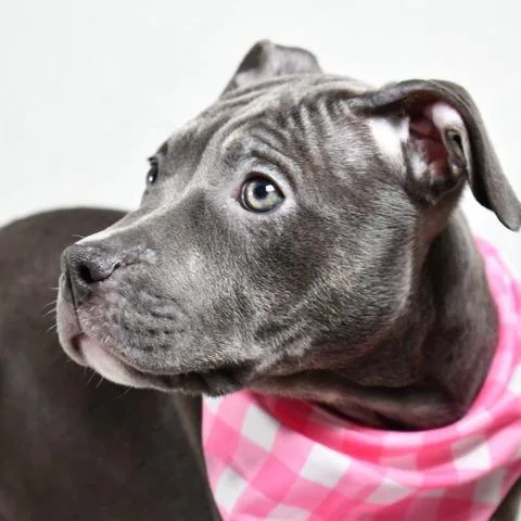 A baby medium-sized female Gray / Blue / Silver Mixed Breed dog named Hilda for adoption in Johnson City, TN