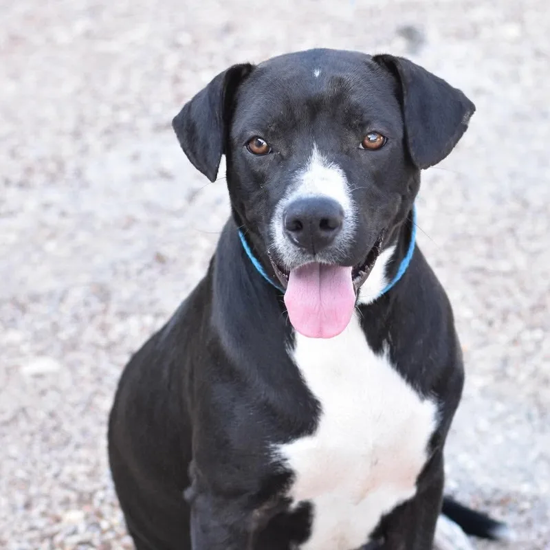 A young medium-sized female Labrador Retriever dog named Marley for adoption in Pearland, TX