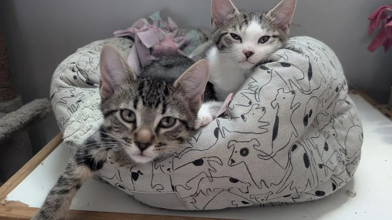 A baby medium-sized male Domestic Short Hair cat named Miney for adoption in Wheaton, IL