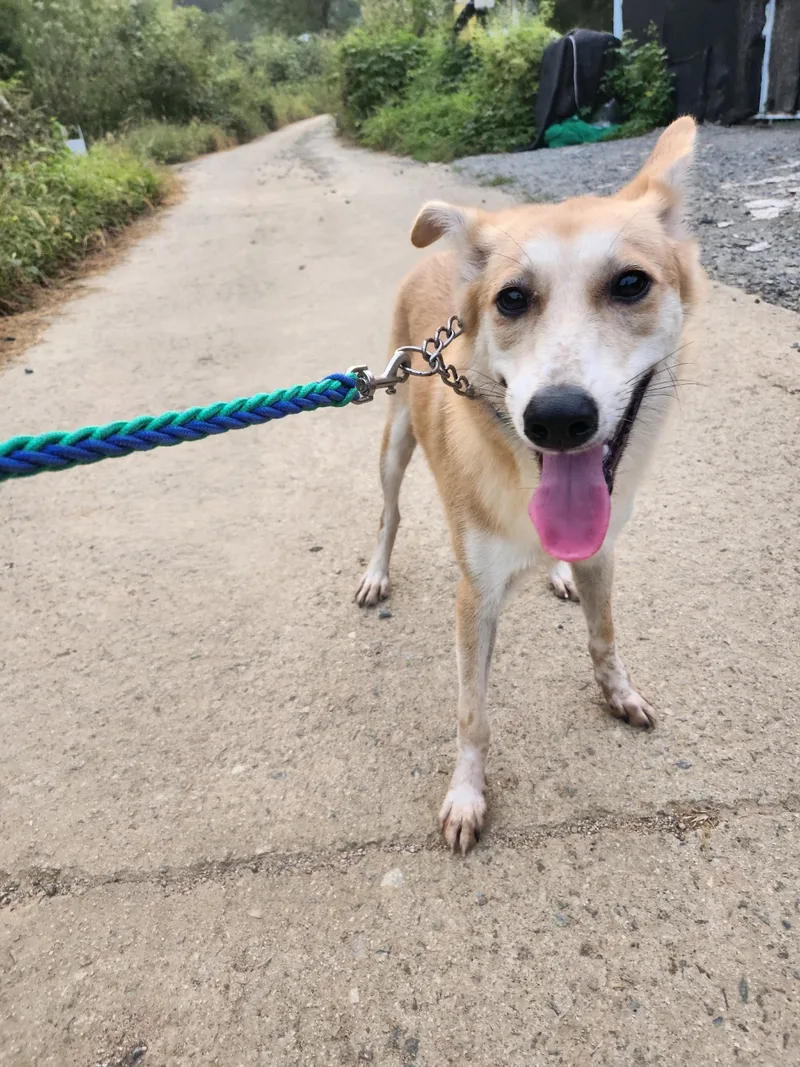A young medium-sized male Jindo dog named William for adoption in Duluth, GA