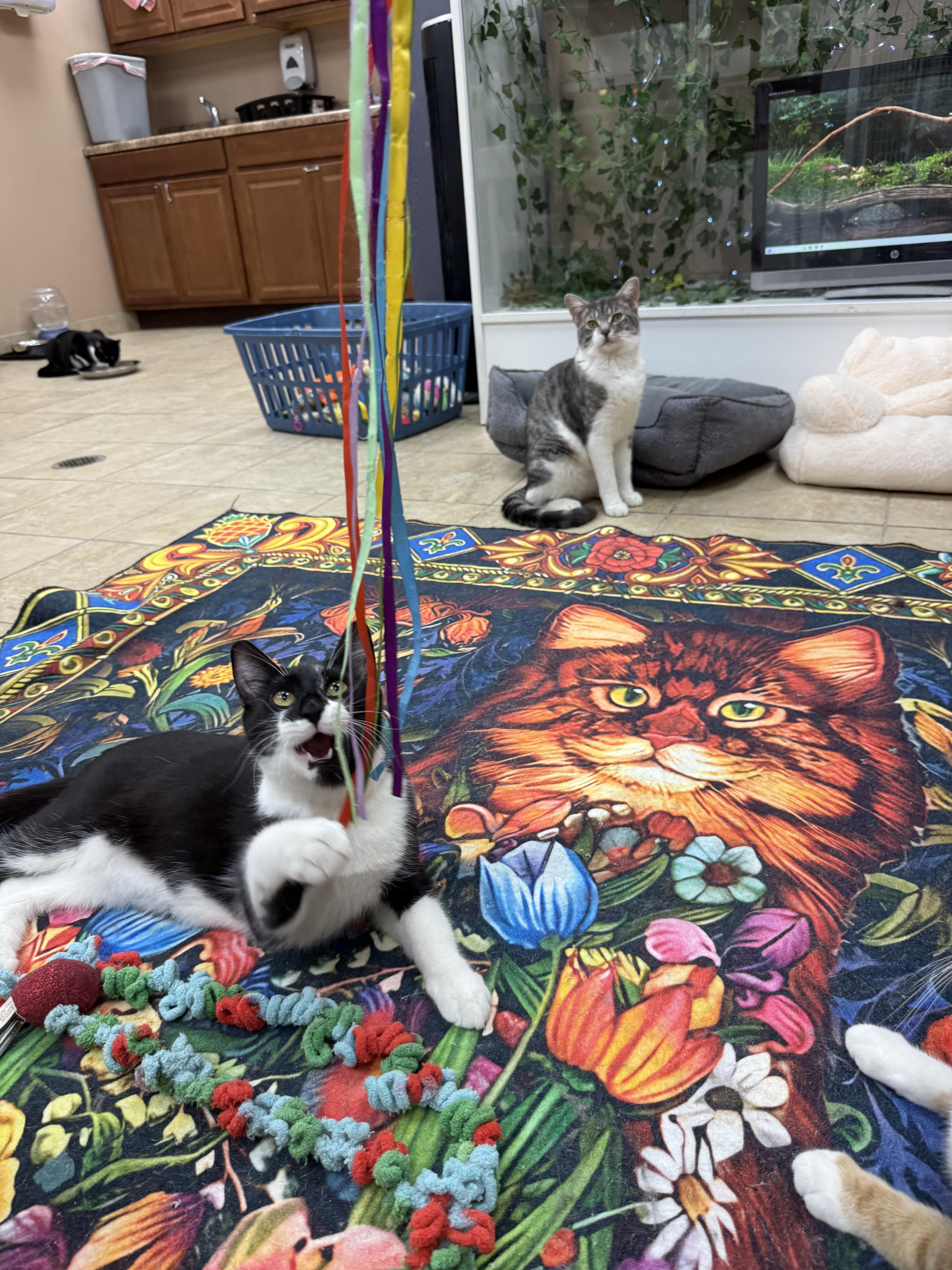 A baby medium-sized female Domestic Short Hair cat named Pixie for adoption in Rochester, NY