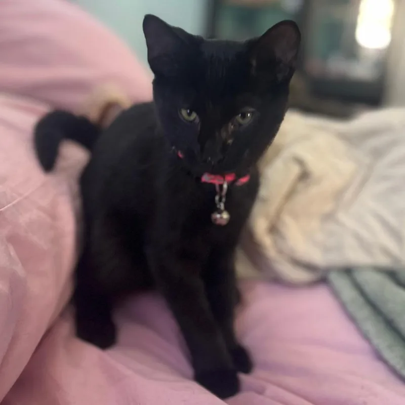 Count Dooku thumbnail 2