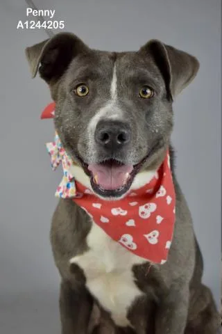 An adult medium-sized female Pit Bull Terrier dog named Penny for adoption in Bakersfield, CA