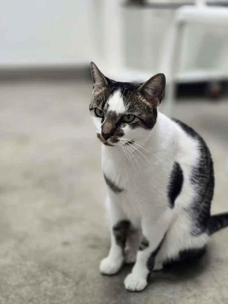 An adult medium-sized female Domestic Short Hair cat named Scarlett for adoption in Iowa City, IA