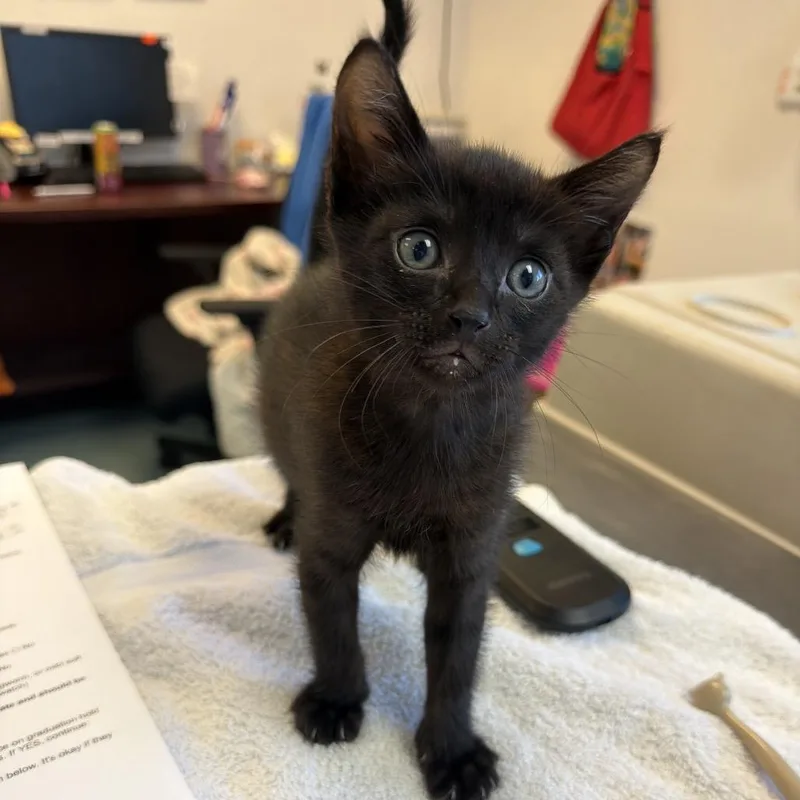 A baby small-sized male Domestic Short Hair cat named Zodiac Teller for adoption in Austin, TX
