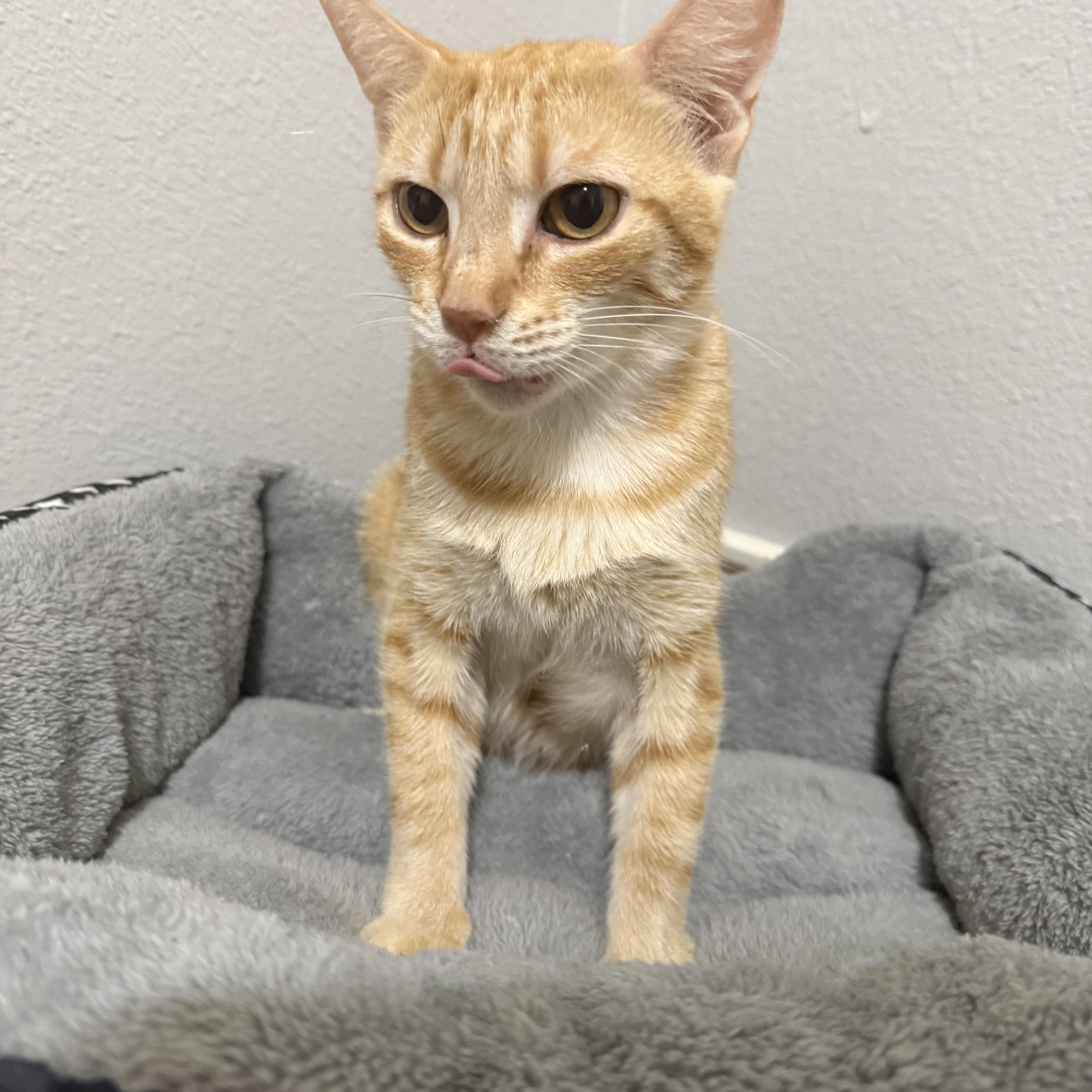 An adult medium-sized female Orange / Red Domestic Short Hair cat named Mama Maude for adoption in Bryan, TX