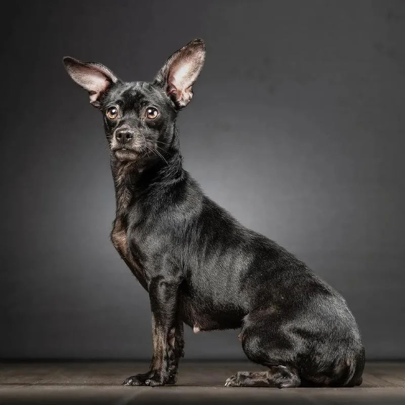 An adult small-sized female Black Chihuahua dog named Bonnie for adoption in Jupiter, FL