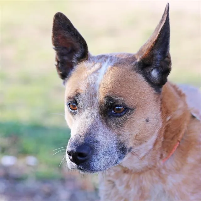 An adult medium-sized female Australian Cattle Dog / Blue Heeler dog named Zelda for adoption in Albuquerque, NM