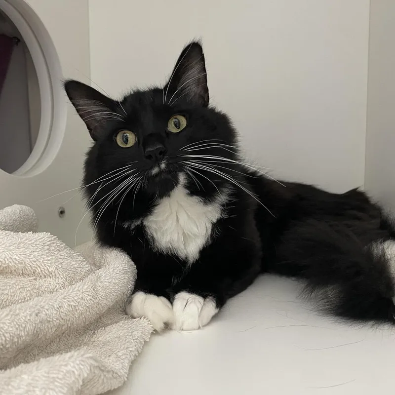 An adult medium-sized male Black Domestic Long Hair cat named Goldfish for adoption in Warwick, RI