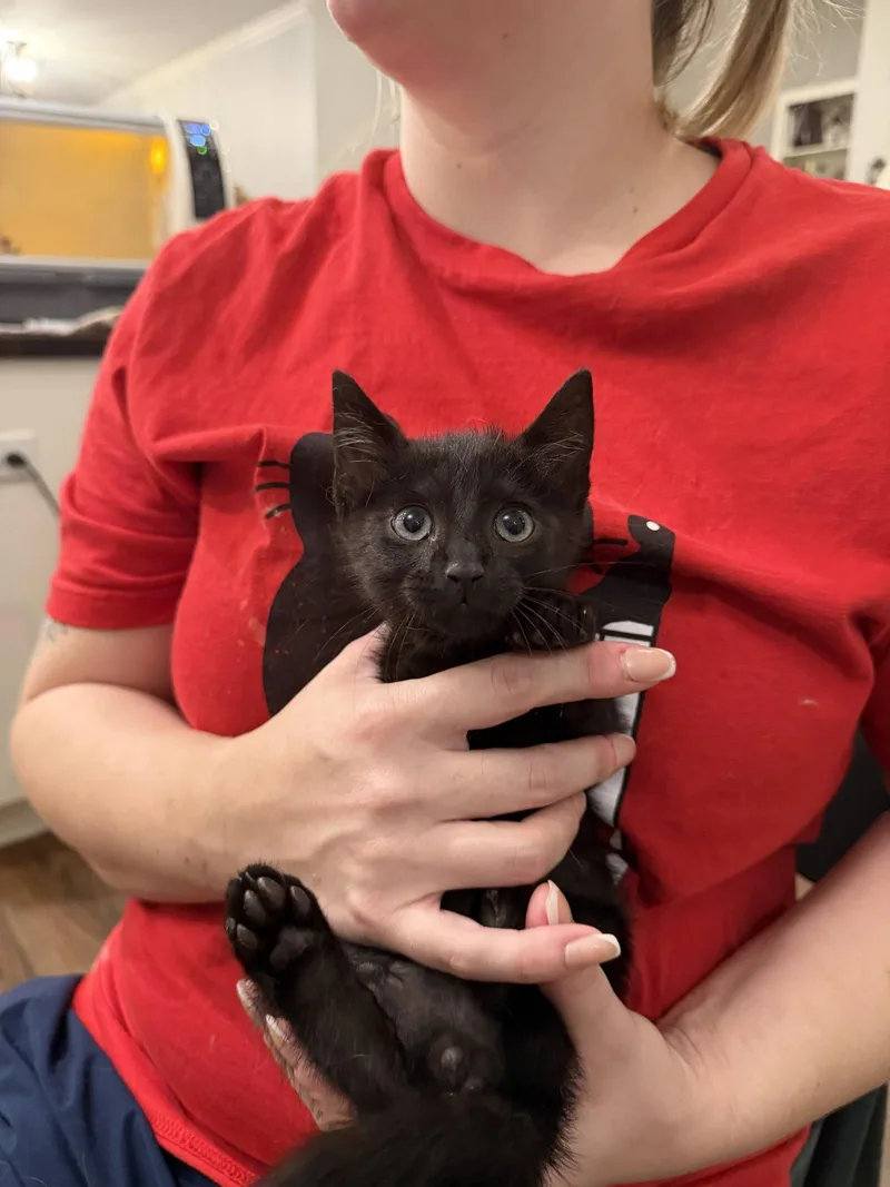 A young medium-sized male Black Domestic Short Hair cat named Narc for adoption in Camden, SC