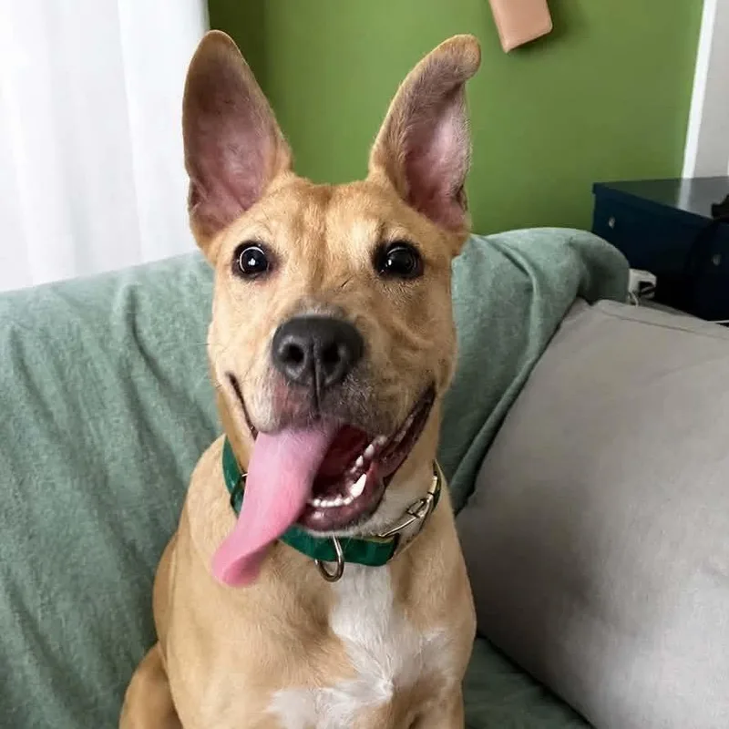 A young small-sized female Terrier dog named Creampuff for adoption in Montgomery, AL