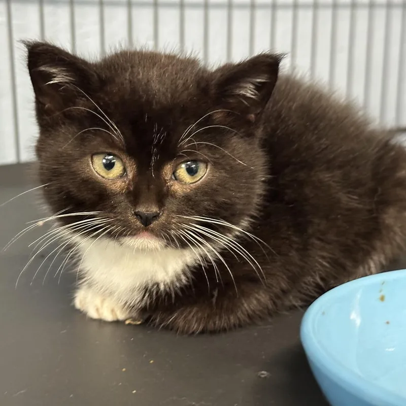 A baby small-sized male Black Domestic Short Hair cat named Huey for adoption in Opelika, AL