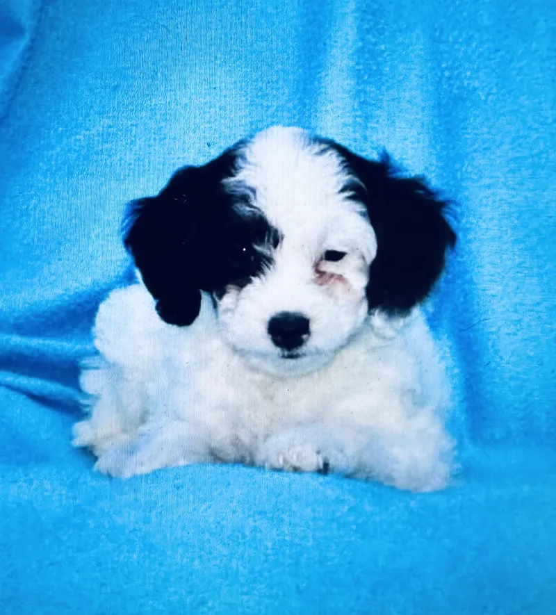 A baby small-sized female Cockapoo dog named Snuggles for adoption in Highland, NY