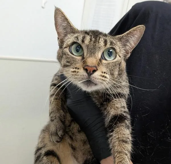 An adult medium-sized female Domestic Short Hair cat named Flaca for adoption in San Diego, CA