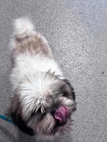 An adult small-sized male Mixed Breed dog named Greg for adoption in West Chester, PA