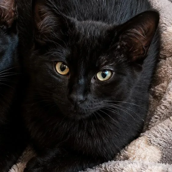 A baby small-sized female Black Domestic Long Hair cat named Velvet for adoption in Columbia, MO