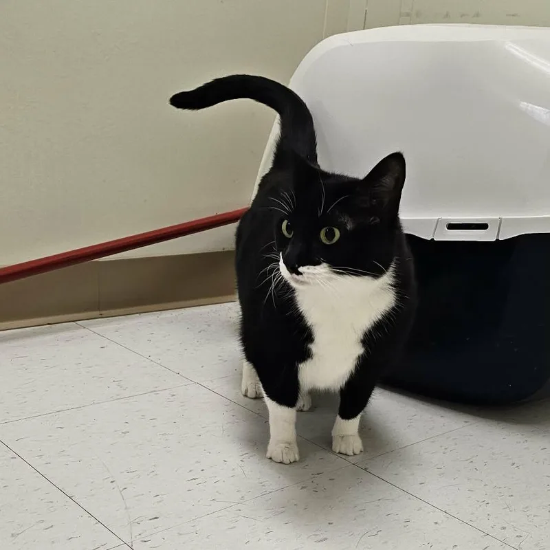 A senior small-sized female Domestic Short Hair cat named Scarlet for adoption in Midland, TX