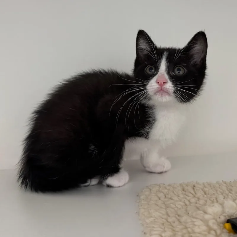 A baby small-sized female Black Domestic Short Hair cat named Cider for adoption in League City, TX