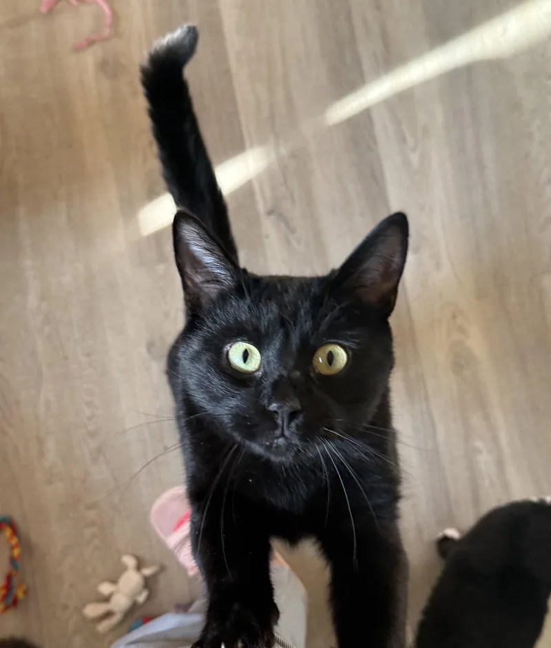 A young large-sized male Bombay cat named Zeus for adoption in Hockessin, DE
