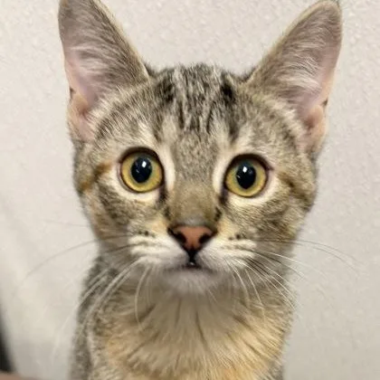 A baby medium-sized female Gray / Blue / Silver Domestic Short Hair cat named Ziva for adoption in Tinley Park, IL