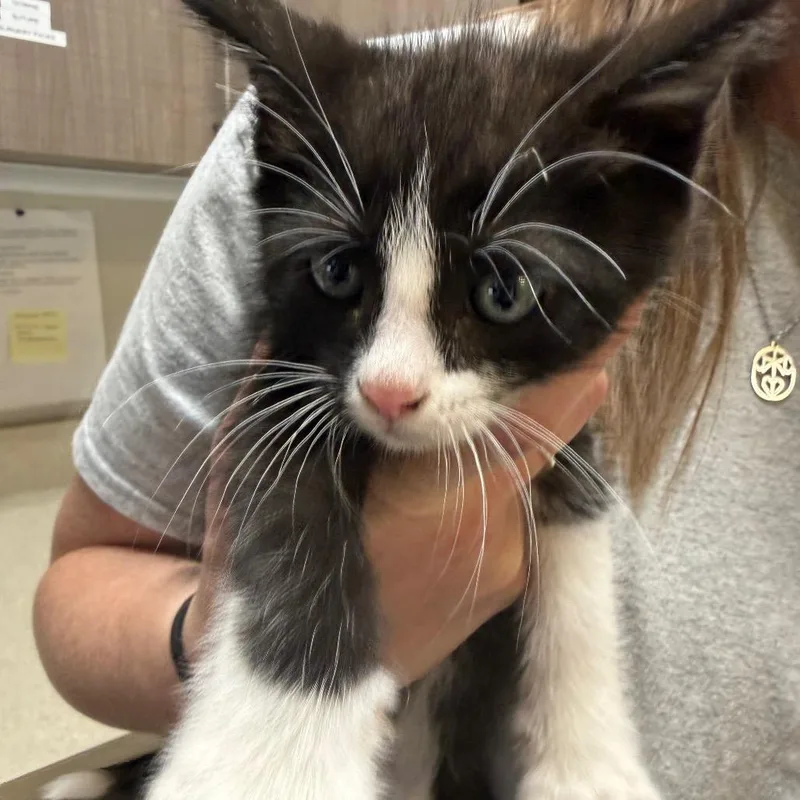 A young medium-sized male Domestic Short Hair cat named Mav for adoption in Great Falls, MT