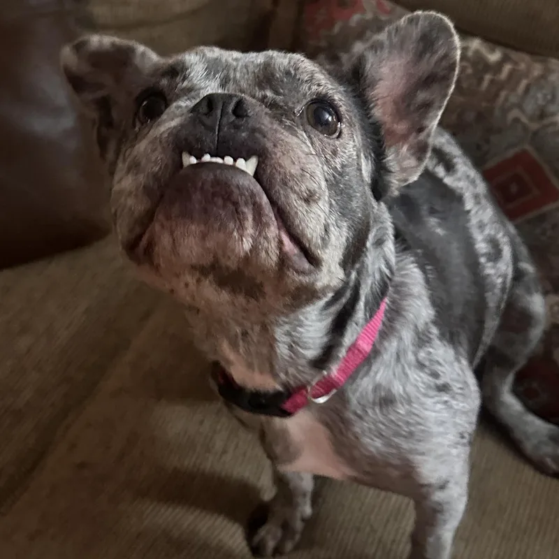 An adult small-sized female Merle (Blue) French Bulldog dog named Olive for adoption in Foxworth, MS