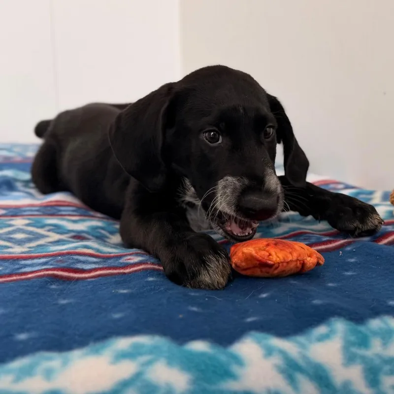 A baby medium-sized male Black Bluetick Coonhound dog named Archer for adoption in Green Bay, WI