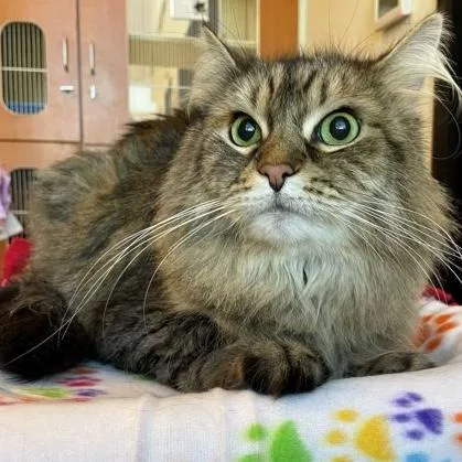 An adult large-sized male Domestic Long Hair cat named Bentley for adoption in Rochester, MN