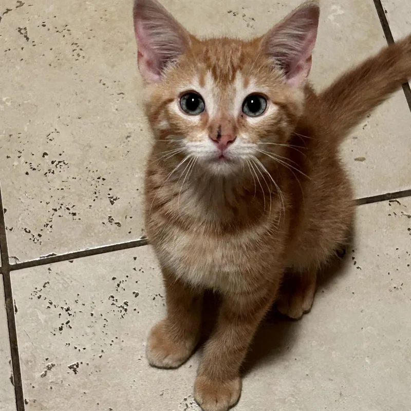 A baby small-sized male Orange / Red Domestic Short Hair cat named Sage for adoption in Skokie, IL