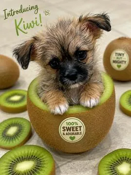 Kiwi thumbnail 2