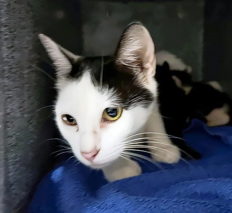 An adult medium-sized female Domestic Short Hair cat named Beatrice for adoption in Nashville, TN